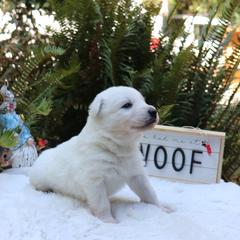 Berger Blanc Suisse Puppies from Apex Winters Wind