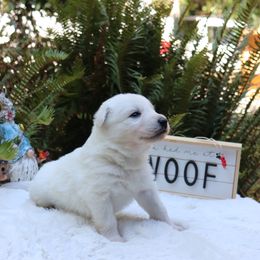 Berger Blanc Suisse Puppies from Apex Winters Wind