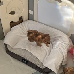 Poodle Puppies from ItalianToyPoodles