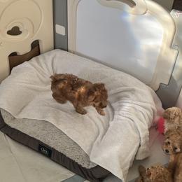 Poodle Puppies from ItalianToyPoodles
