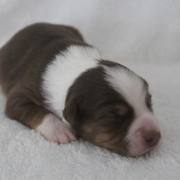 Girl 1 - female Australian Shepherd puppy in Granville, Ohio from River Trails Aussies