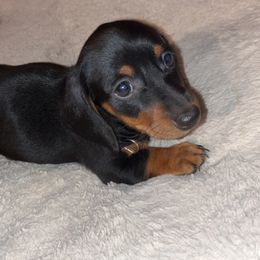Boy 1 - Black and tan Dachshund puppy in Buckeye, Arizona from AZ Dachshund Proud