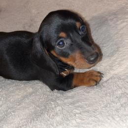 Boy 1 - Black and tan Dachshund puppy in Buckeye, Arizona from AZ Dachshund Proud