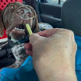 German Shorthaired Pointer All Grown Up from Windward German Shorthaired Pointers