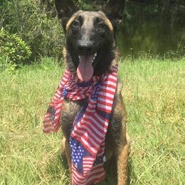 Belgian Malinois from Mally’s Malinois