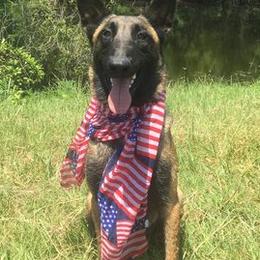 Belgian Malinois from Mally’s Malinois