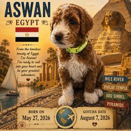 Aqua Collar boy - Aswan (Egypt) - Apricot male Goldendoodle puppy in West Sacramento, California from Pomegranate Doodles