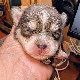 Colby - 2500 - Blue male Pomsky puppy in Spring Hill, Florida from www.PuppyTimeEmporium.com
