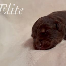 Fudge - Red tri male Miniature Australian Shepherd puppy in Corpus Christi, Texas from Elite Miniature Australian Shepherds