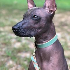 Xoloitzcuintli All Grown Up from Yadalanh Xoloitzcuintli