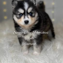 Clyde - Black and white male Pomsky puppy in Rossville, Georgia from Scenic City Pomskies