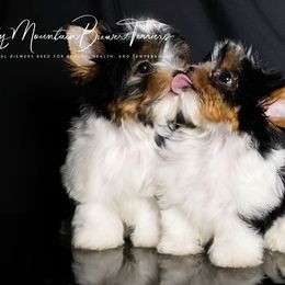 Biewer Terrier Puppies from Rocky Mountain Biewer Terriers