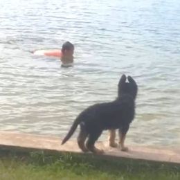 German Shepherd Puppies from Hacker Haus GSDs