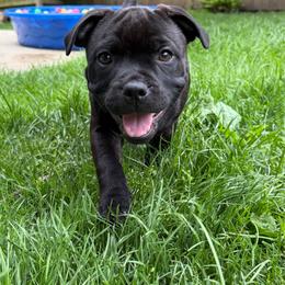 Pink girl - Brindle female Staffordshire Bull Terrier puppy in Columbus, Ohio from Bullwark Staffordshire Bull Terriers
