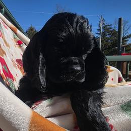 Robbie - Black male Cocker Spaniel puppy in Theodosia, Missouri from Show'NTail Cockers
