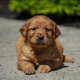 Poppy - Dark golden female Golden Retriever puppy in Saint Joe, Indiana from Golden Acres Farm