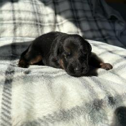 Jinx - Black and red male German Shepherd puppy in Garland, Maine from Vom Schön Traumhund