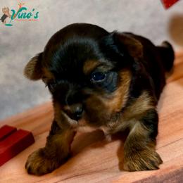 Sorpresa 'Preza' - Black and gold female Yorkshire Terrier puppy in Pleasant View, Tennessee from Vino’s Pawfect Yorkies