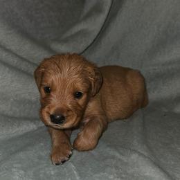 Parmesan - Golden male Golden Retriever puppy in Dayton, Minnesota from Akoya Kennels