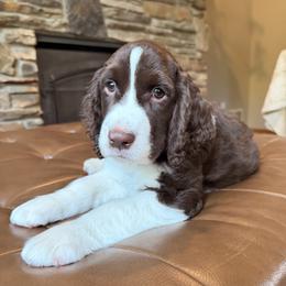 Bruno - Liver and white male English Springer Spaniel puppy in Baxter, Minnesota from Timberwood English Springer Spaniels