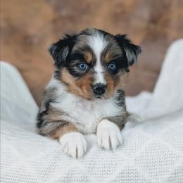 Girl 4 Pink - Blue merle female Australian Shepherd puppy in Yakima, Washington from Naches Heights Ranch