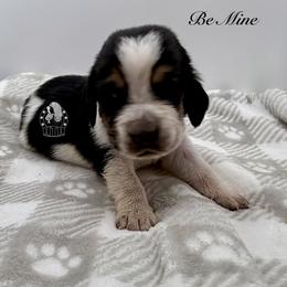 Be Mine - Black white and brown male Basset Hound puppy in Dingess, West Virginia from Tuckers' Howling Hounds