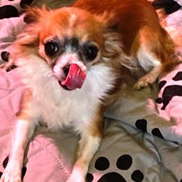 Chihuahuas from M Class Chihuahua Ranch