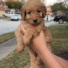 Tuskegee - Red  female Goldendoodle puppy in Humble, Texas from Simply Dane Doodles