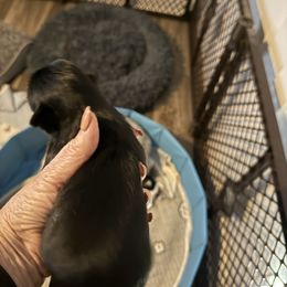 Violet - Blue female Shih Tzu puppy in Covington, Georgia from Top Hats 2  Shih Tzu’s