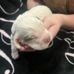 Patches - male Cockapoo puppy in Wellington, Kansas from Brian’s Puppies