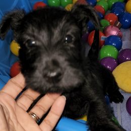 Scottish Terriers from Atta Scottie