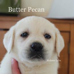 Labrador Retriever Puppies from Mahner Labs
