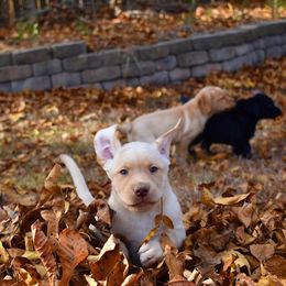 Dilute Retriever Puppies from Wicked Pines Retrievers