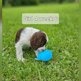 Girl 4 - Liver and white female English Springer Spaniel puppy in Lakeland, Georgia from A&N Hobby Farm