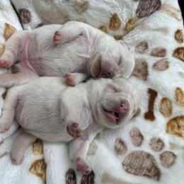 French Bulldog and Labrador Retriever Puppies from Desiree Ortiz's French Bull Dogs and Labrador Retrievers