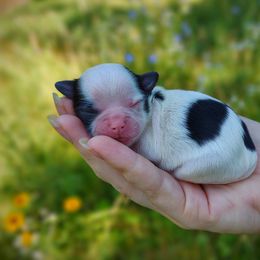 Companion Cross, Havanese, Mal-Shi, Maltese, Maltipoo, Morkie, and Shih Tzu Puppies from Seeking Shalom Acres Maltese, Maltipoos & Havamalts