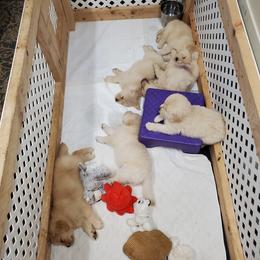 English Setter, Golden Retriever, and Gordon Setter Puppies from Katherine Lirette