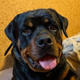 Cane Corso, German Shepherds, and Rottweilers from Tribal K9