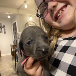 Weimaraner Puppies from Palmetto State Weimaraners