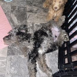 Golden Aussiedoodle and Goldendoodle Puppies from Law Doodles of SC