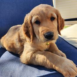 Golden Retrievers from Big Sandy Golden Retrievers