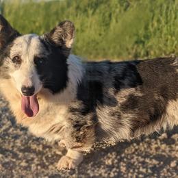American Corgis, Cardigan Welsh Corgis, and Pembroke Welsh Corgis from Chloe's Colorful Corgis