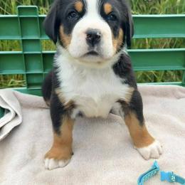 Aqua Girl - Black, white and red female Greater Swiss Mountain Dog puppy in Oregon City, Oregon from Runamuck's Greater Swiss Mountain Dogs