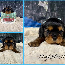 Nightfall - Black and tan male Cavalier King Charles Spaniel puppy in De Pere, Wisconsin from Rose Garden Kennels