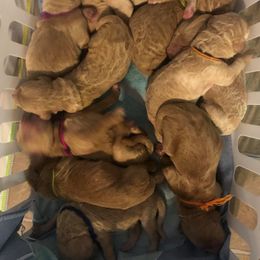 Goldendoodle Puppies from SunriseDoodles