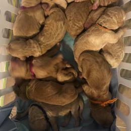 Goldendoodle Puppies from SunriseDoodles