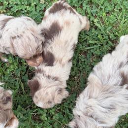 Sienna - Red merle female Aussiedoodle puppy in Warrensburg, Missouri from Dreamer Ridge Puppies