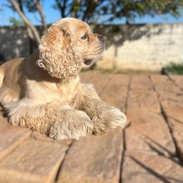 Cocker Spaniel All Grown Up from Once Upon a Time Cockers