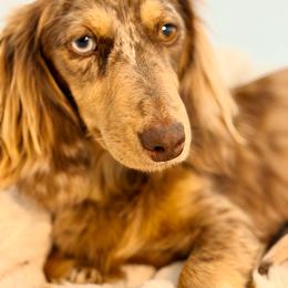 Fern - Dachshund
