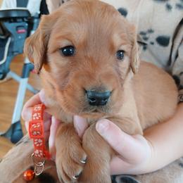 Orange - Dark golden male Golden Retriever puppy in Lanesboro, Minnesota from Eagle Ridge Golden Retrievers